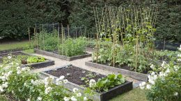 Vegetable Garden beds